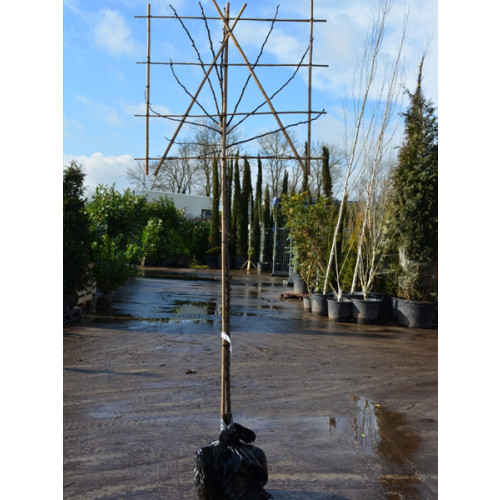 Seagrave Nurseries Other Products / Pleached (On Trellis) / Pleached